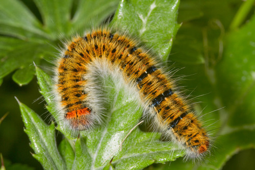 Grass Eggar
