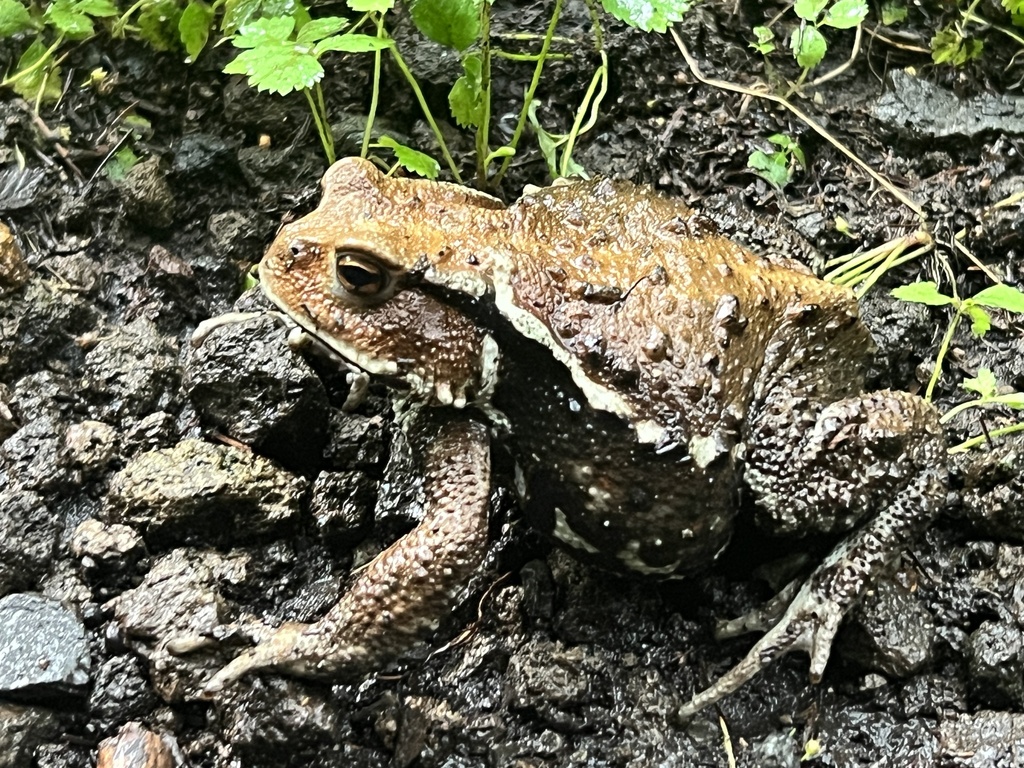 Japanese Stream Toad From Karuizawa, Jp-nn, Jp On August 14, 2023 At 07 