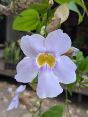 Thunbergia laurifolia image
