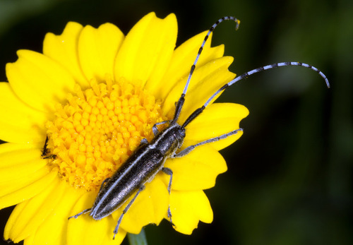 Subgenus Agapanthia · iNaturalist