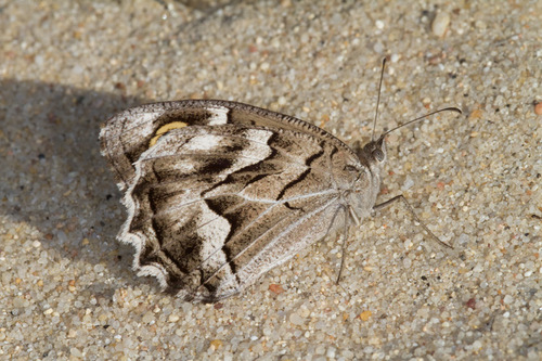 Striped Grayling