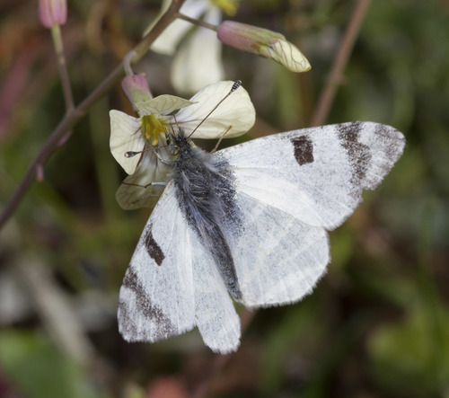 Green-striped White
