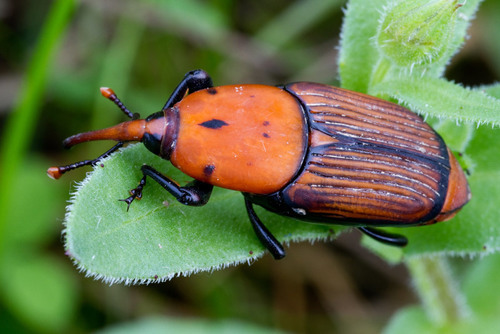 Red Palm Weevil