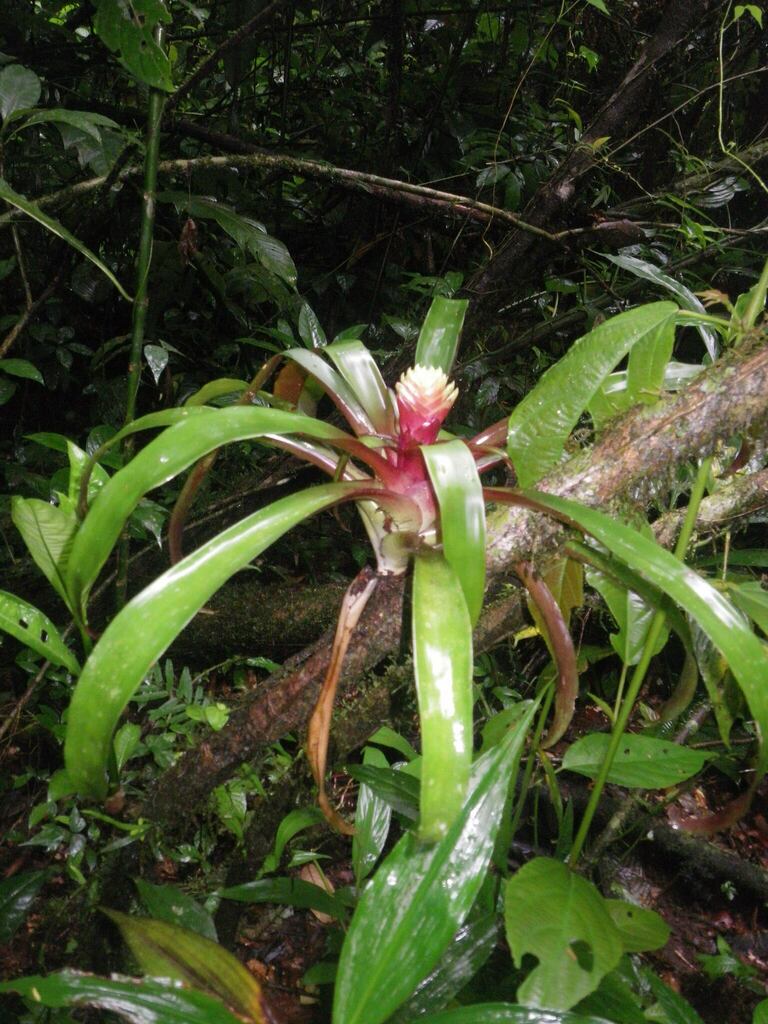 Tillandsia heliconioides from 9VXJ+4V7, Tirimbina, Heredia, Sarapiquí ...