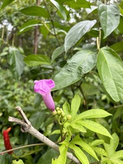Ipomoea mauritiana image