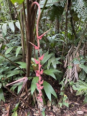 Heliconia pogonantha image