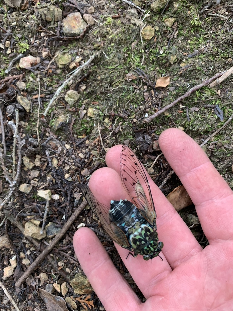 Robust Cicada from Kurisuno, Tambasasayama, Hyogo, JP on August 14 ...