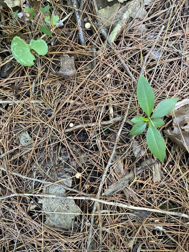 Crucibulum parvulum from Spiker Cemetery Rd, Nashville, IN, US on ...