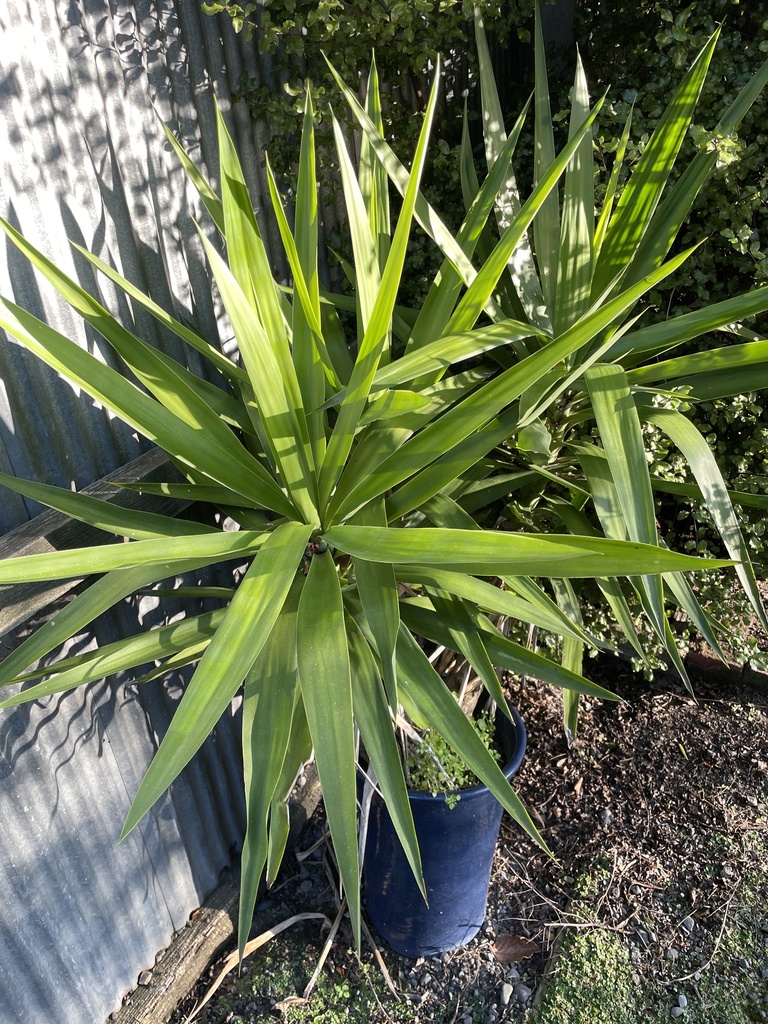 Yuccas from Te Waipounamu/South Island, Christchurch, Canterbury, NZ on ...