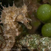 Observation photo