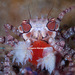 Boxer Crab - Photo (c) Shigeru Harazaki, all rights reserved, uploaded by Shigeru Harazaki