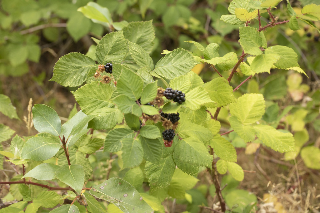 Armenian Blackberry From Robinwood West Linn Or Usa On August 5