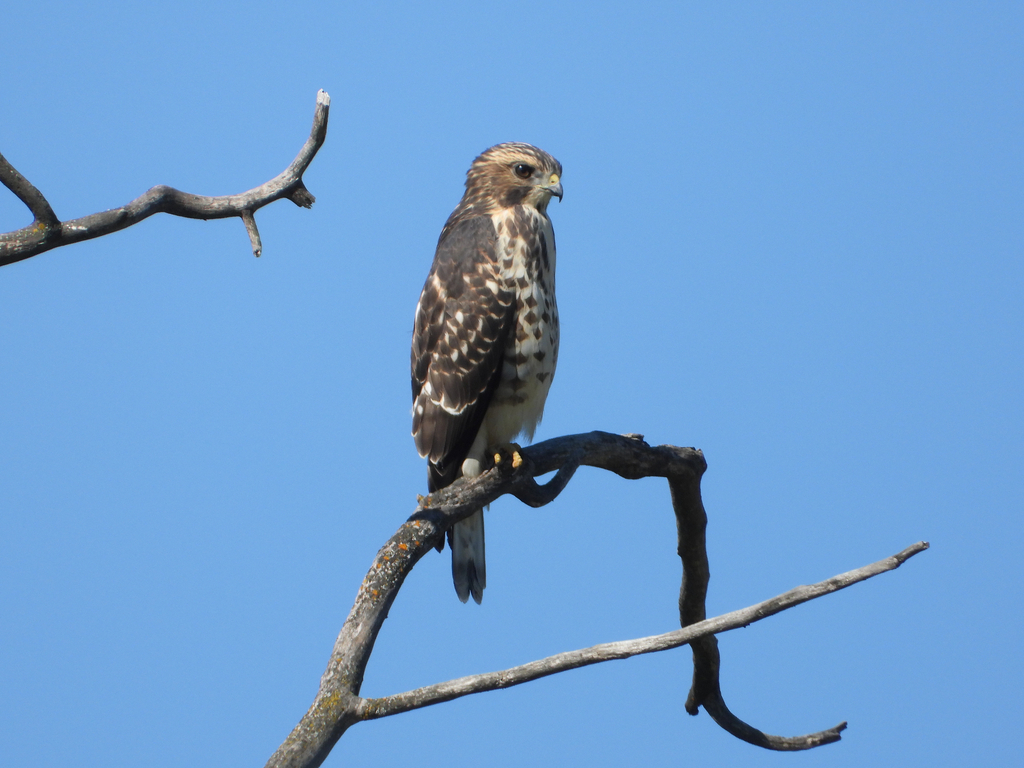 Broad-winged Hawk from Strathcona County, AB, Canada on August 13, 2023 ...