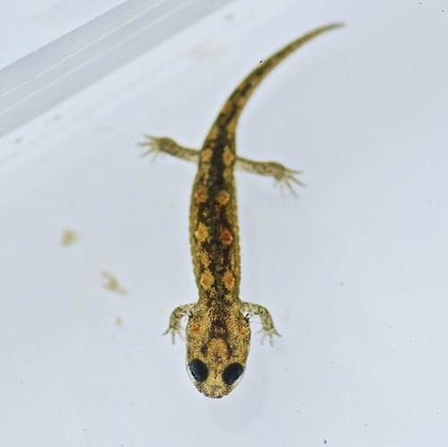 Seal Salamander