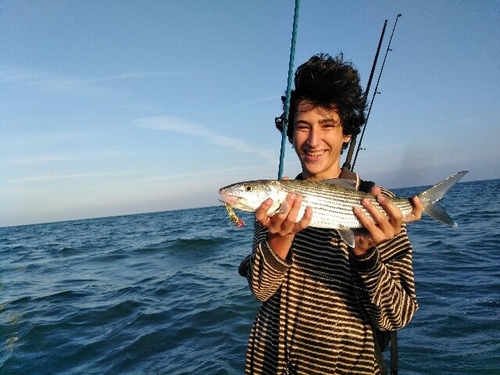 Common Bonefish (Albula vulpes)