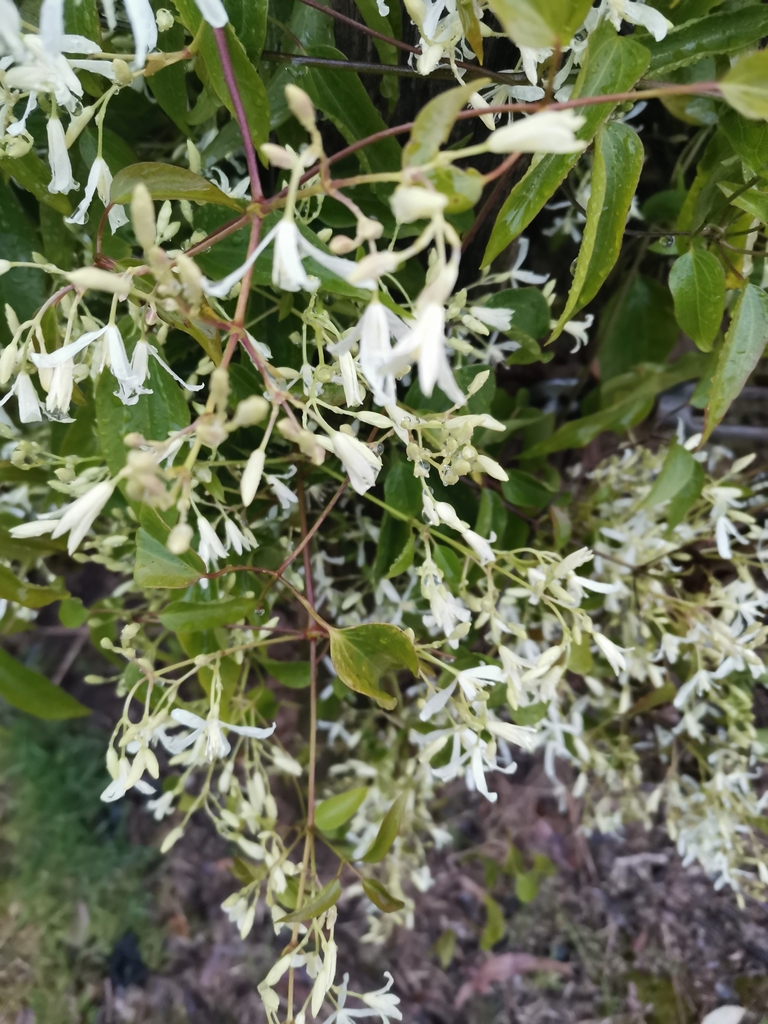 Australian Clematis from Ropes Crossing NSW 2760, Australia on August