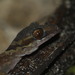 Sepik Bent-toed Gecko - Photo (c) Muh Imam Ramdani, all rights reserved, uploaded by Muh Imam Ramdani