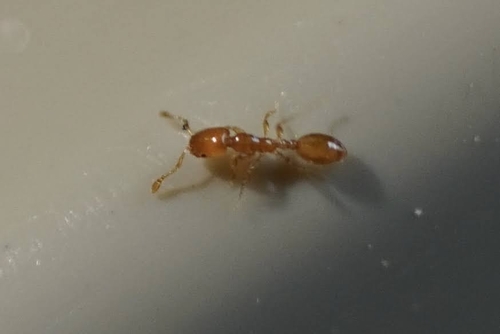 Solenopsis nitensSolenopsis nitens