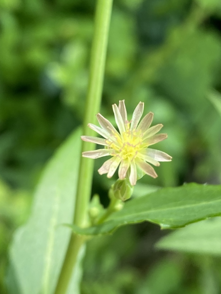 Lactuca canadensis