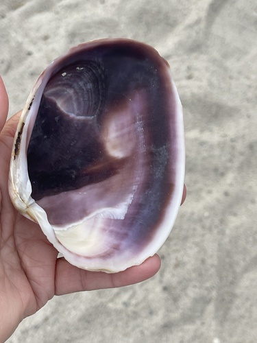 Purple Butterclam