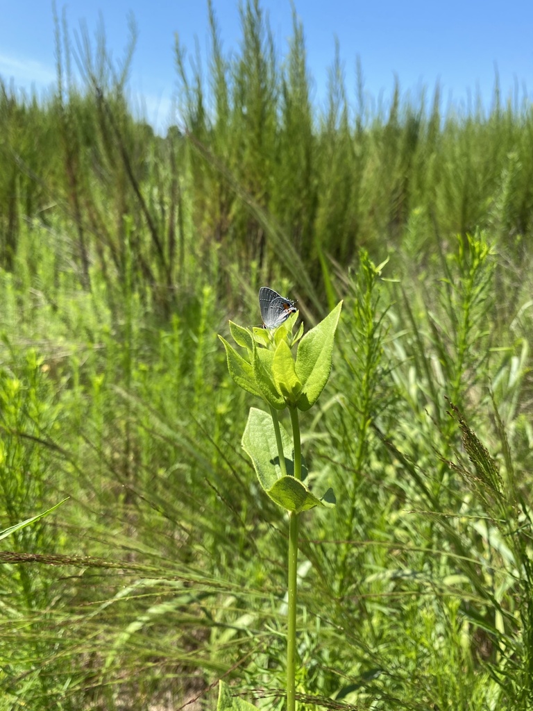 gray-hairstreak-from-la-grange-nc-us-on-august-9-2023-at-11-42-am-by