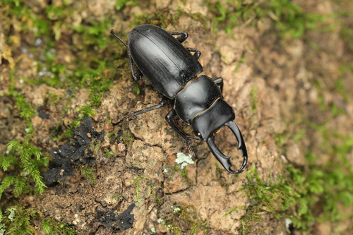 Subspecies Dorcus striatipennis continentalis · iNaturalist