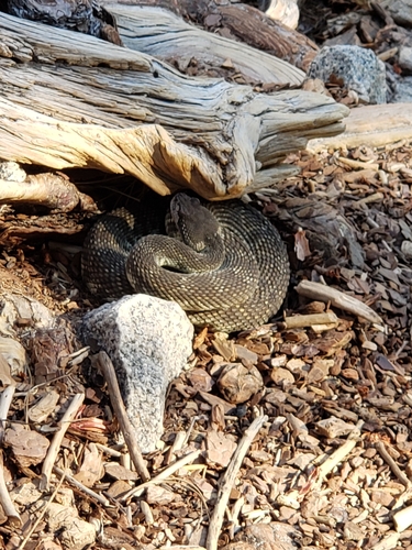 iNaturalist observation photo of Northern Pacific Rattlesnake