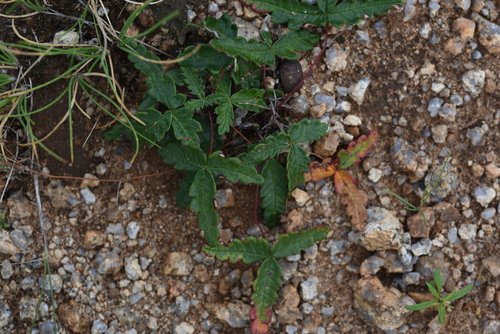Potentilla betonicifolia