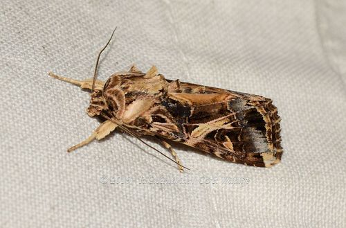 Spodoptera litura deals