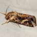 Spodoptera litura - Photo (c) Roger C. Kendrick, todos os direitos reservados, uploaded by Roger C. Kendrick