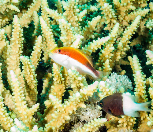 Freckled Hawkfish — seen at this dive site