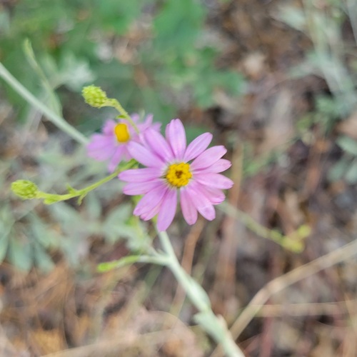 iNaturalist observation photo of California Aster