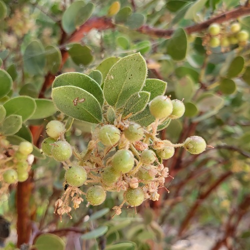 iNaturalist observation photo of California Pinkbract Manzanita