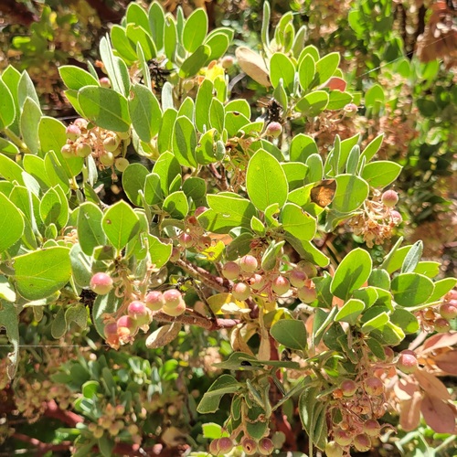 iNaturalist observation photo of California Pinkbract Manzanita