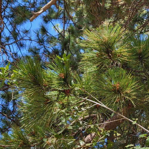 iNaturalist observation photo of pines