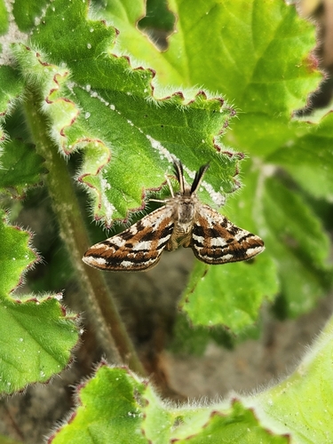 Orgyiodes caparia