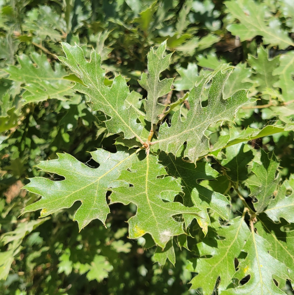 California black oak from Riverside County, CA, USA on August 10, 2023 ...