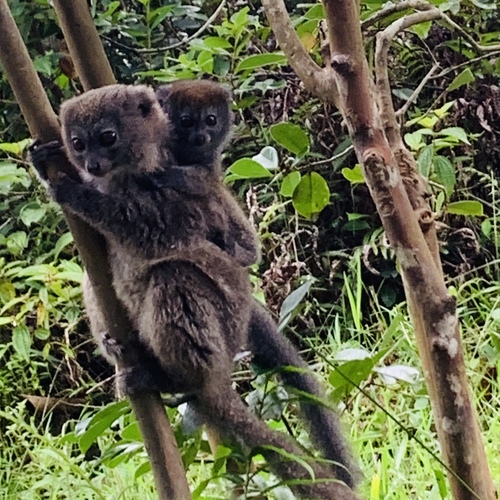 Eastern Lesser Bamboo Lemur