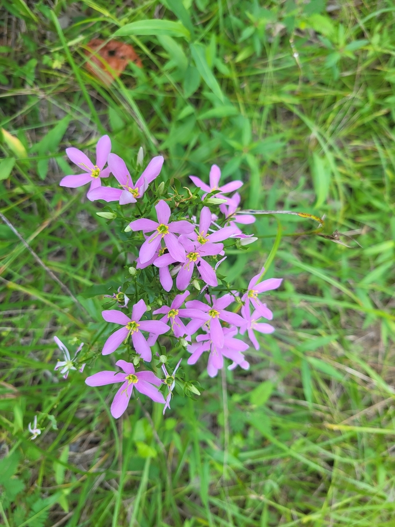 rose gentians from Haw River State Park, Iron Ore Belt Acces on August 1, 2023 at 0615 PM by L