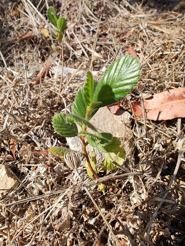 Birch-leaf Mountain-mahogany seedling