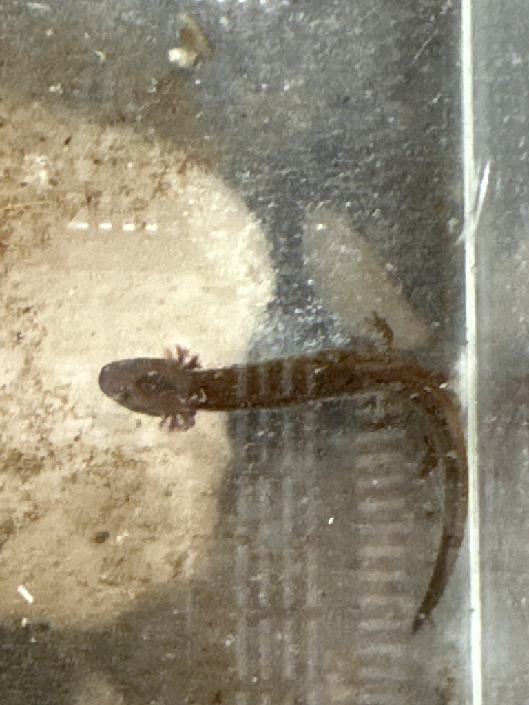 Dusky Salamanders from Settlers Ln, Ridgefield, CT, US on August 14