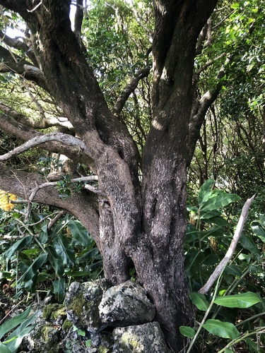 Azorean Picconia