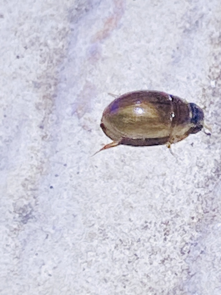 Enochrus from Windsor Park, Austin, TX, USA on August 13, 2023 at 1115