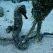 Observation photo