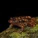 Alicia's Night Frog - Photo (c) Stein Sajan, all rights reserved, uploaded by Stein Sajan