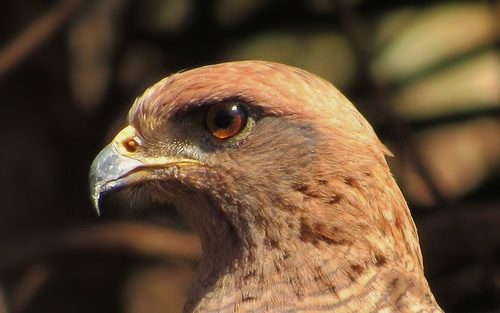 Savanna Hawk