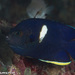 Keyhole Angelfish - Photo (c) Tim Cameron, all rights reserved, uploaded by Tim Cameron