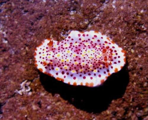 Norris' Chromodorid