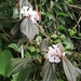 Allomaieta grandiflora - Photo 由 Armando Gomez 所上傳的 (c) Armando Gomez，保留所有權利