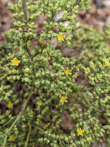 James' nailwort (Paronychia jamesii)